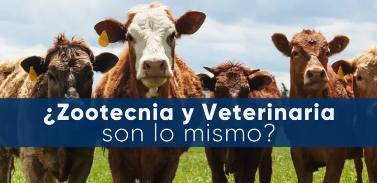 ¿Zootecnia y veterinaria son lo mismo?